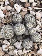 Image of Brady's Hedgehog Cactus