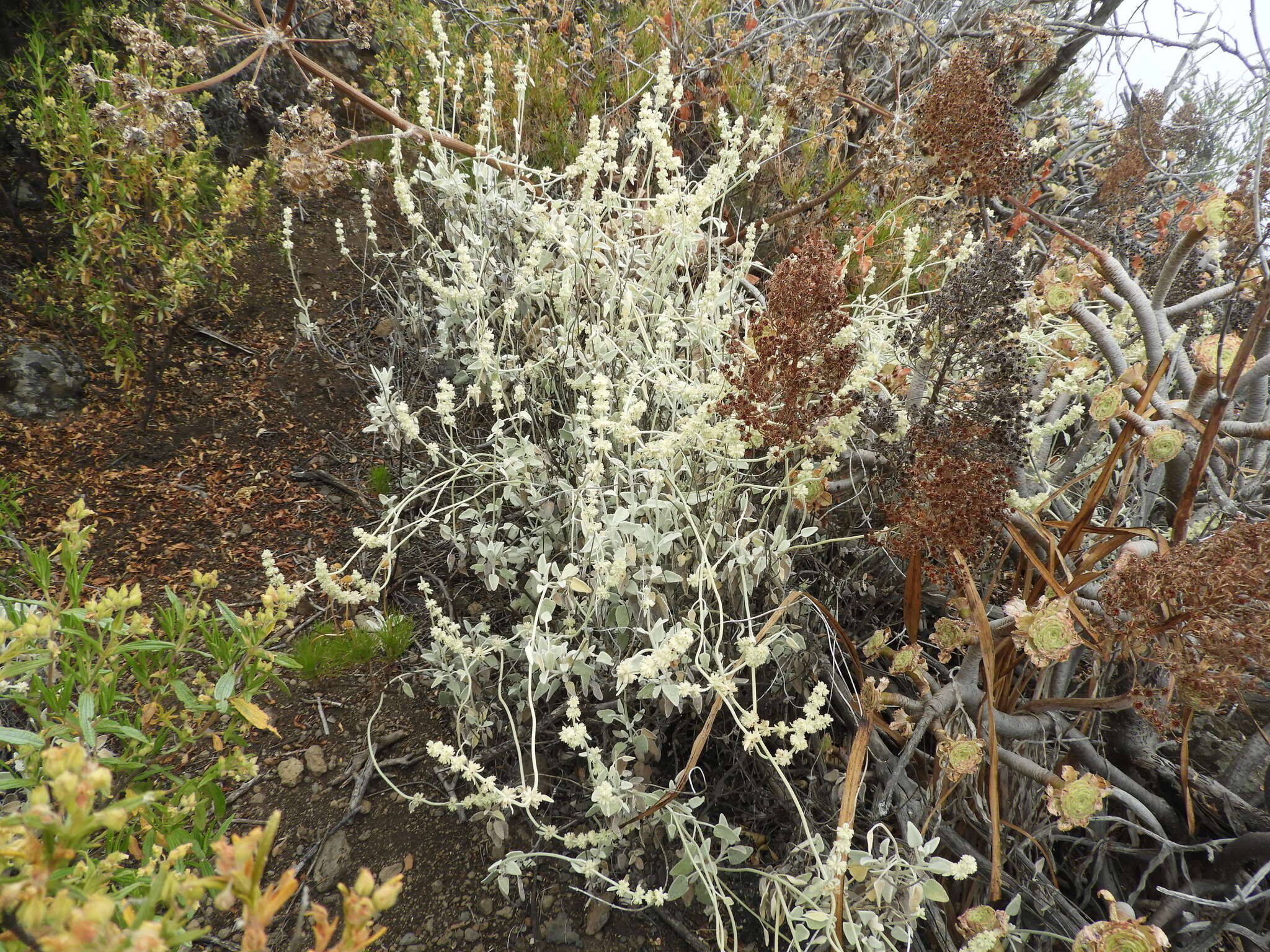 Image of Sideritis soluta subsp. gueimaris Négrin & P. Pérez