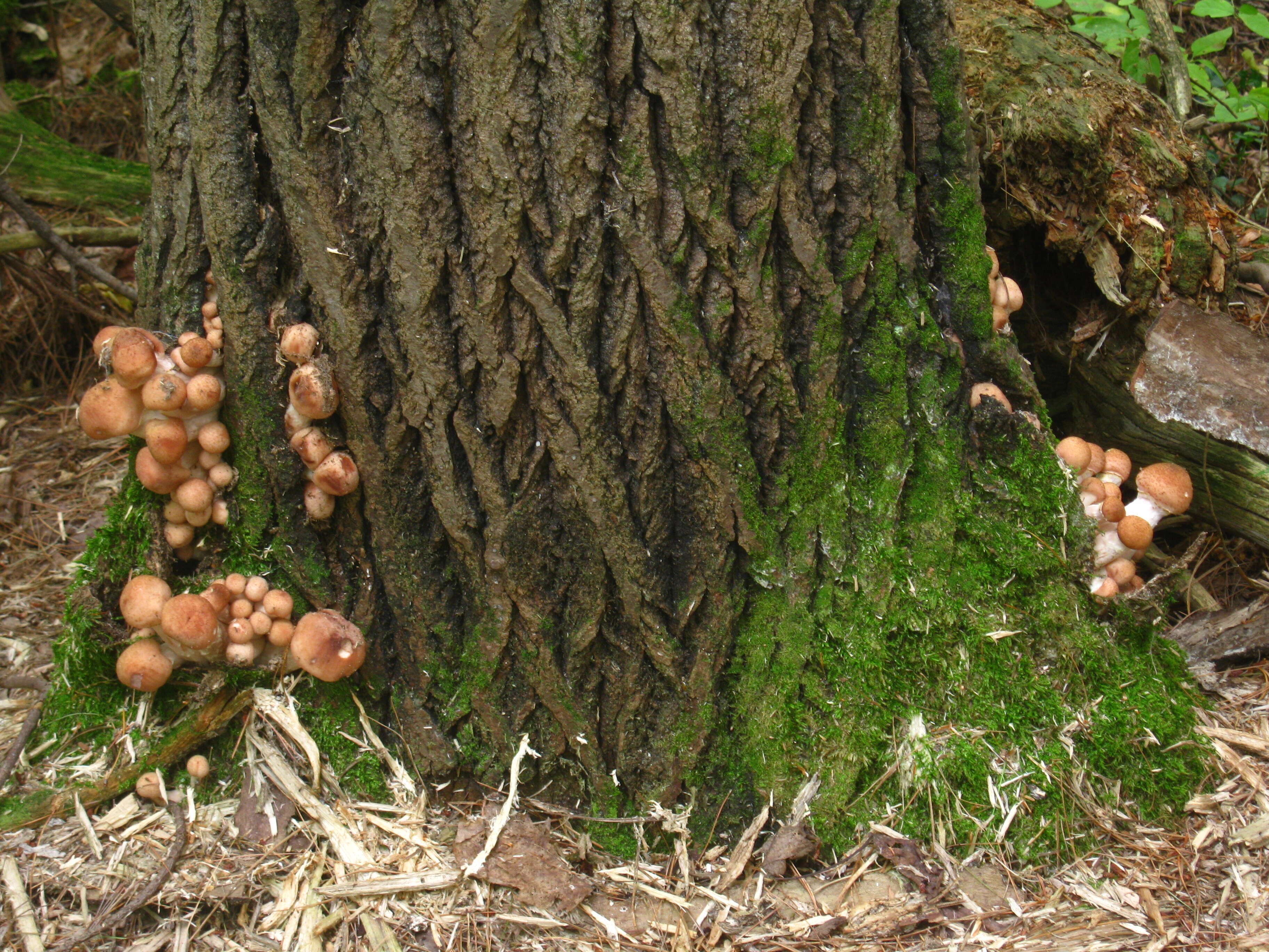 Image of Armillaria gallica Marxm. & Romagn. 1987