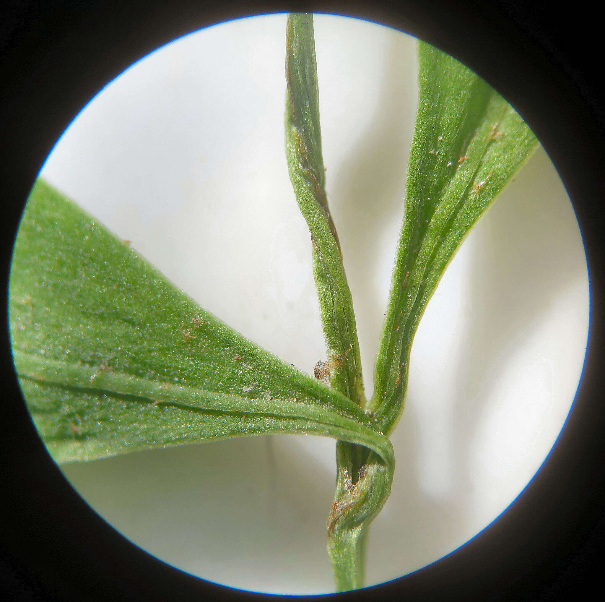 Image of Asplenium lepidotum Perrie & Brownsey