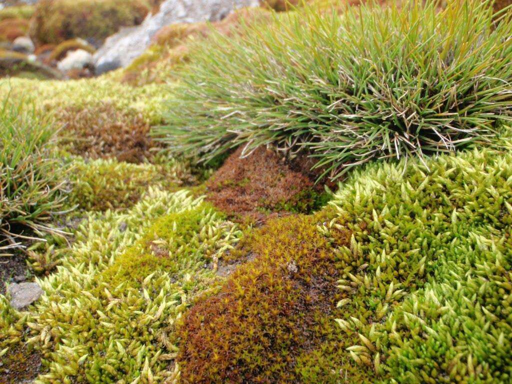 Image of Antarctic hair grass