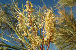 Image of Grevillea stenobotrya F. Müll.