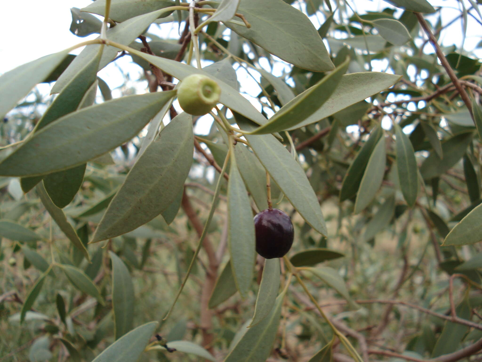 Image of Santalum lanceolatum R. Br.