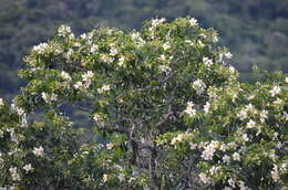 Image of Gordonia fruticosa (Schrader) H. Keng