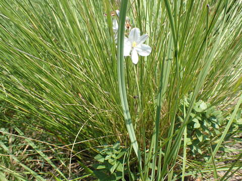 Image of Chlorophytum cooperi (Baker) Nordal