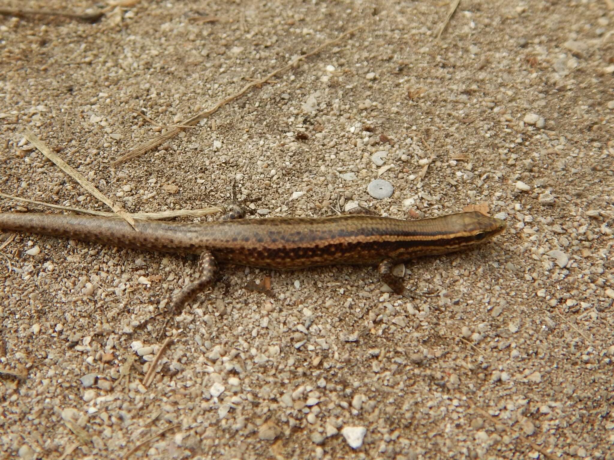 Image de Cryptoblepharus eximius Girard 1858