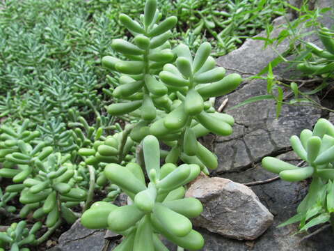 Image of Sedum allantoides Rose