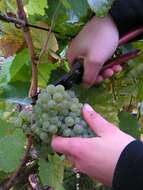 Image of wine grape