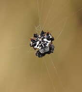 Image of Spiny orb-weavers