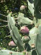 Opuntia rioplatense resmi