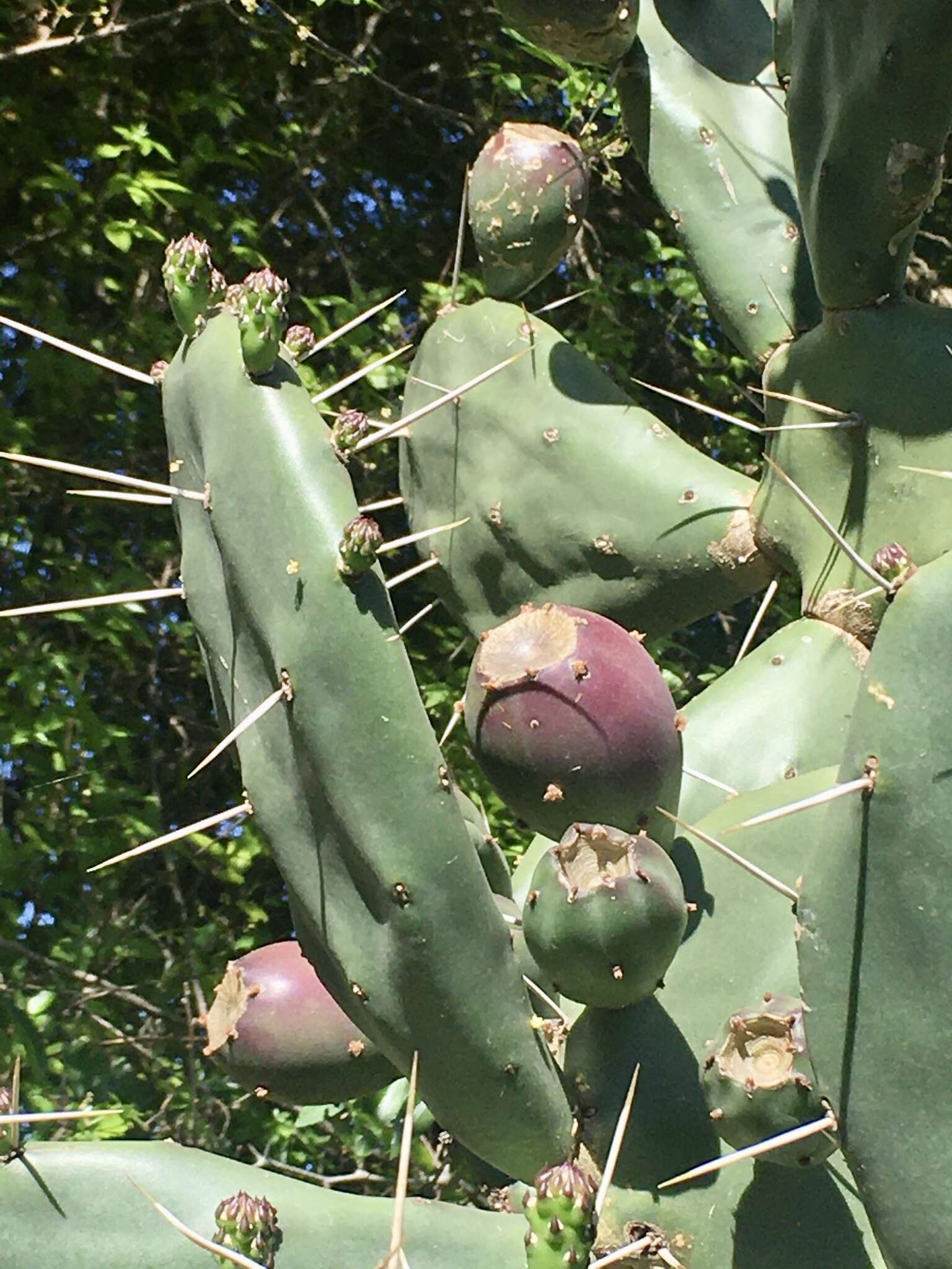 Opuntia rioplatense resmi