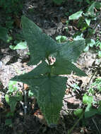 Image of false Indian plantain