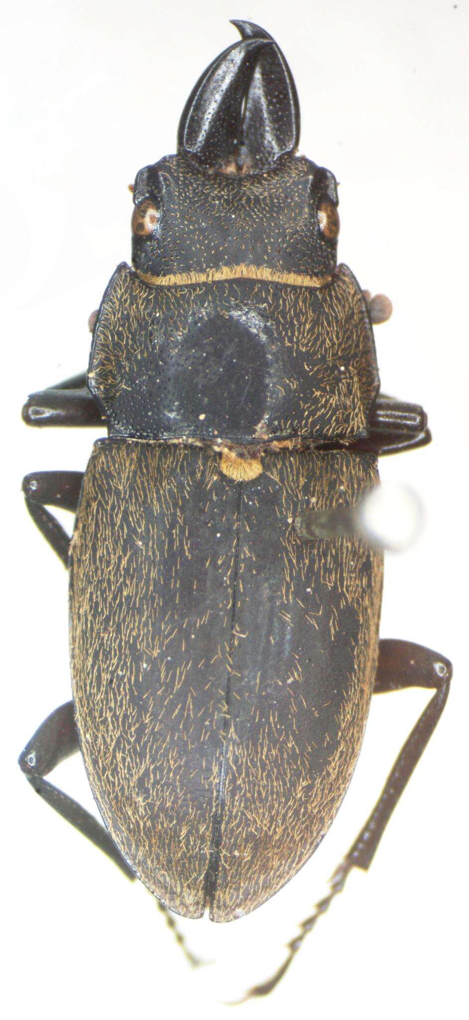 Image of Leptinopterus gracilis Boileau 1899