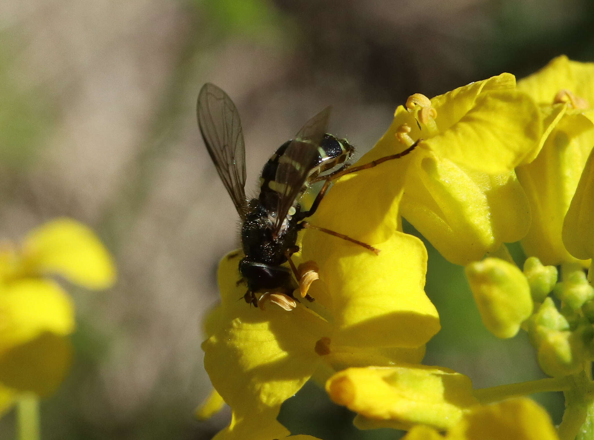 Image of Dasysyrphus venustus (Meigen 1822)