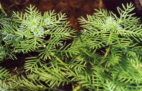 Image of Featherfoil