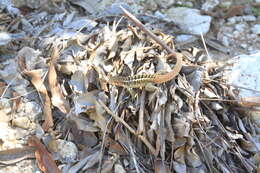 Image of Jeremie Curlytail Lizard