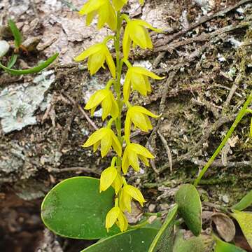 Image de Stelis quadrifida (Lex.) Solano & Soto Arenas