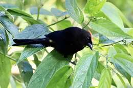 Image of Flame-crested Tanager