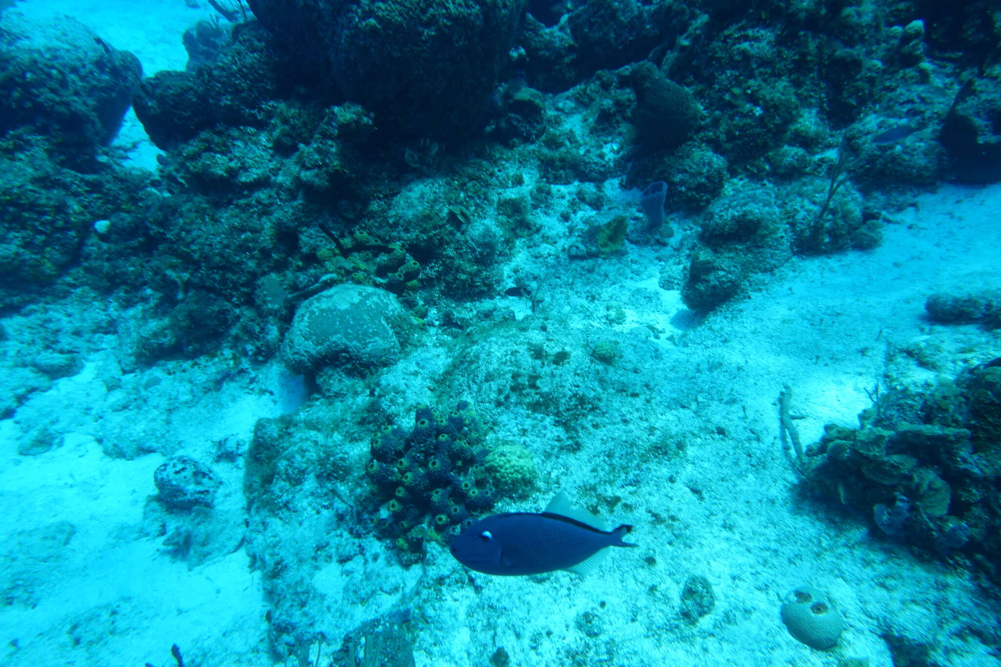 Image of Sargassum Triggerfish