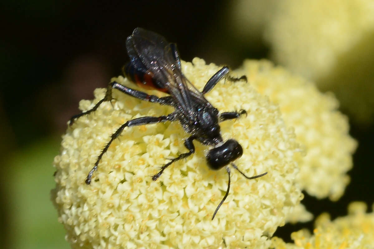 Sivun Prionyx canadensis (Provancher 1887) kuva