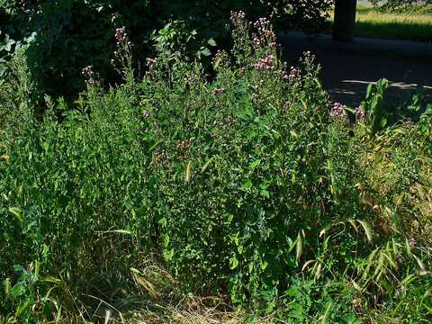 Image of Creeping Thistle