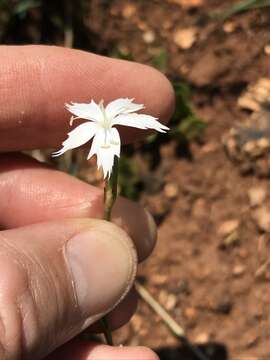 Image of Dianthus mooiensis F. N. Williams