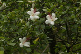 Image of Native Hawaiian White Hibiscus