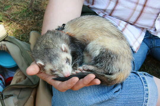 Image of domestic ferret