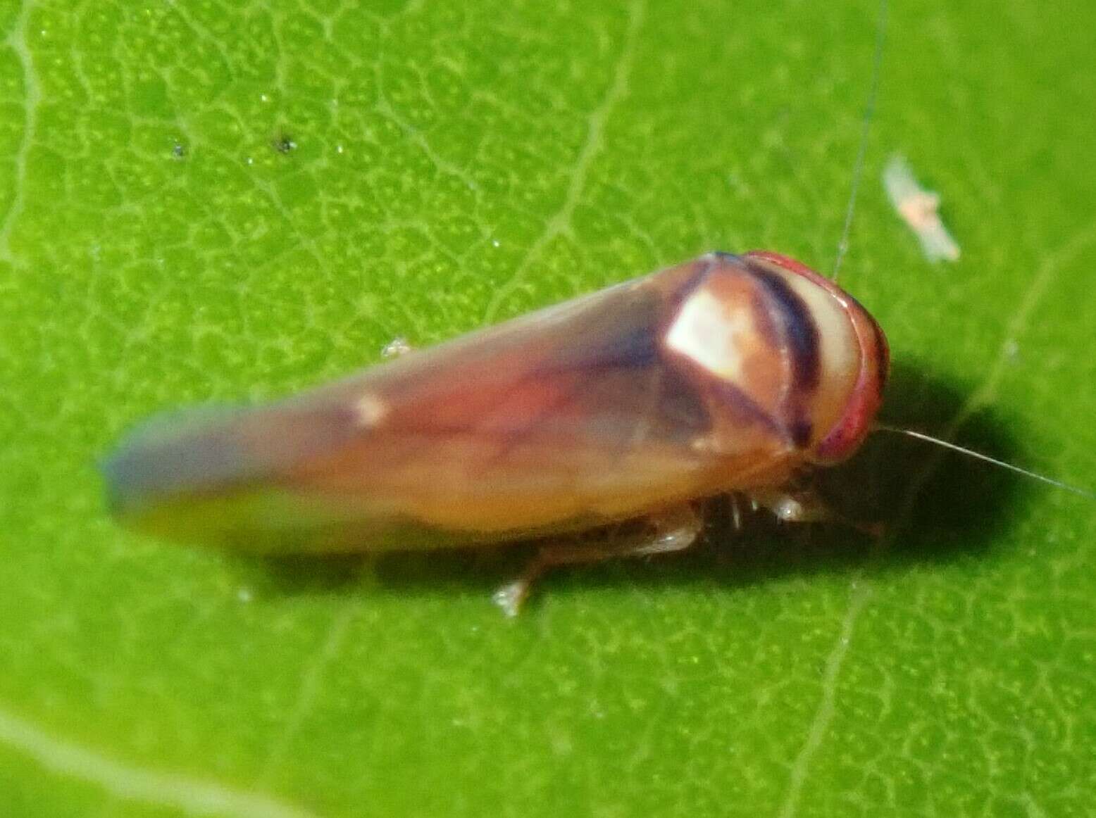 Image of Carvaka elegantula Evans 1966