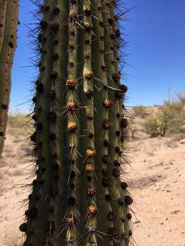 Image of Stenocereus thurberi subsp. thurberi