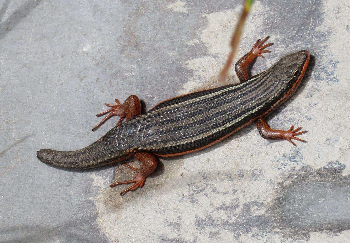 Image of Trachylepis homalocephala (Wiegmann 1828)