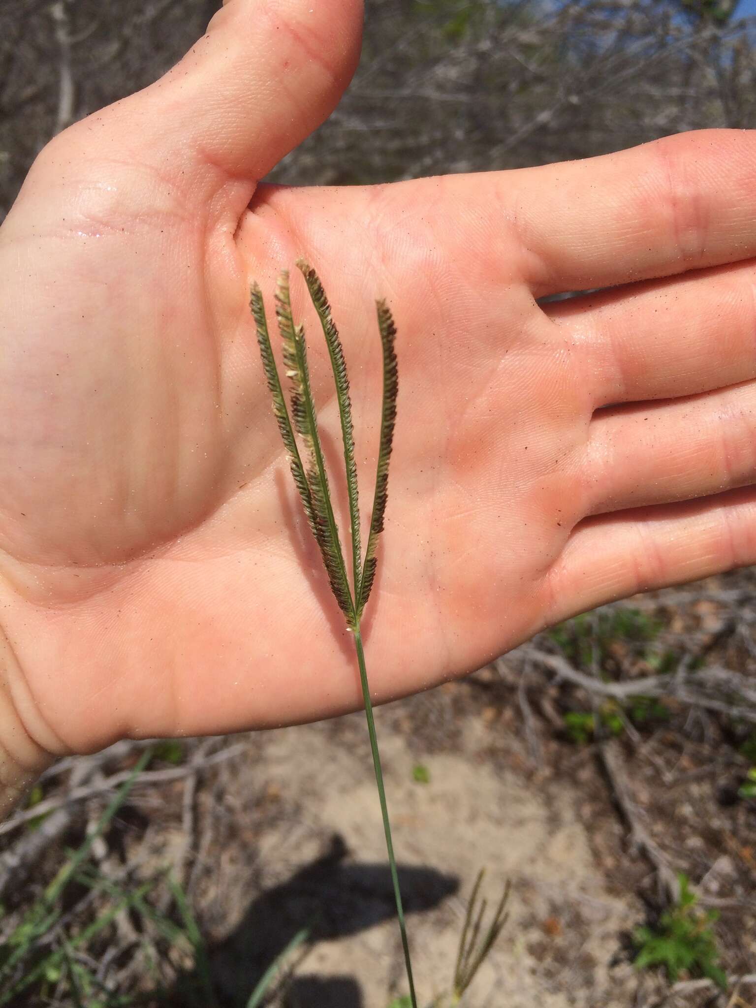 Eustachys petraea (Sw.) Desv. resmi