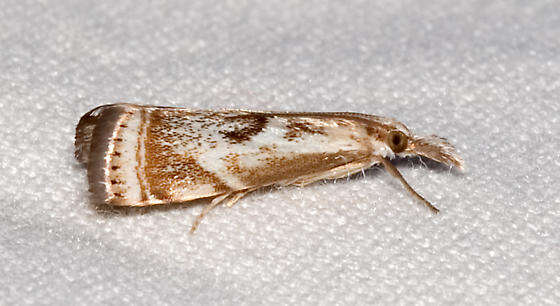 Image of Microcrambus