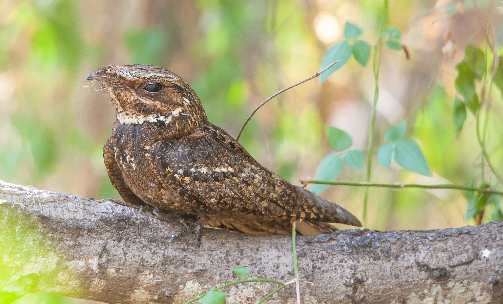 صورة Antrostomus carolinensis (Gmelin & JF 1789)