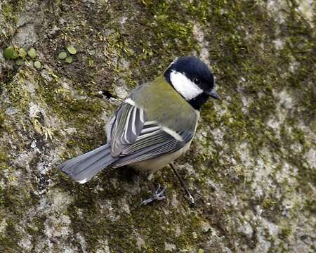 Image of Japanese Tit