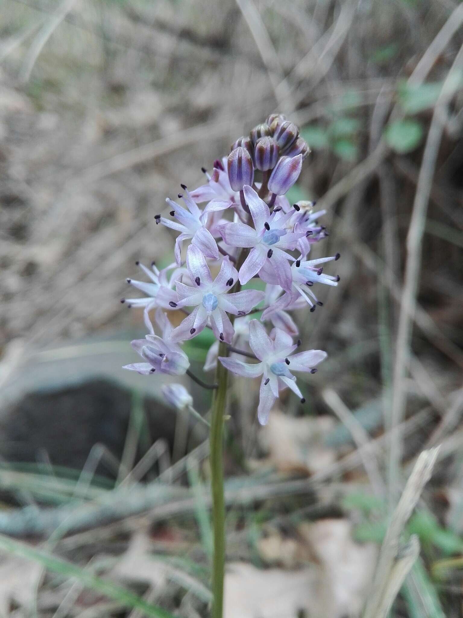 Image of autumn squill