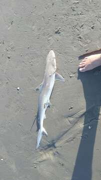 Image of Atlantic Sharpnose Shark