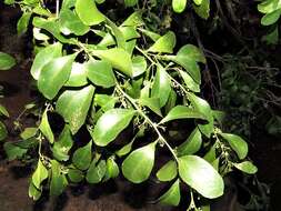 Image of Confetti tree