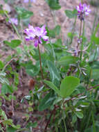 Sivun Astragalus sinicus L. kuva