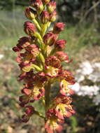 Image of Orchis wulffiana Soó