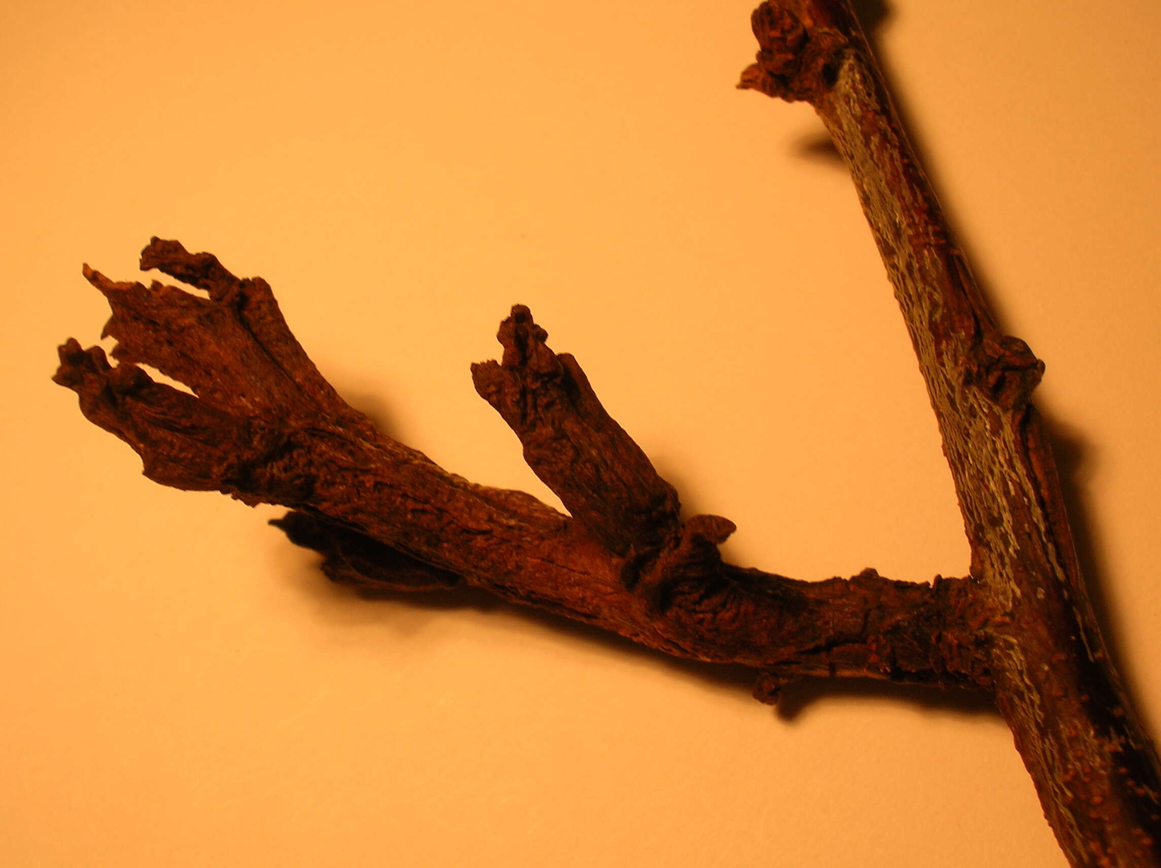 Image of Bladder Plum Gall