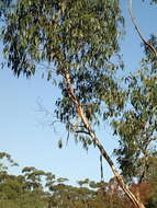 Слика од Eucalyptus ovata Labill.