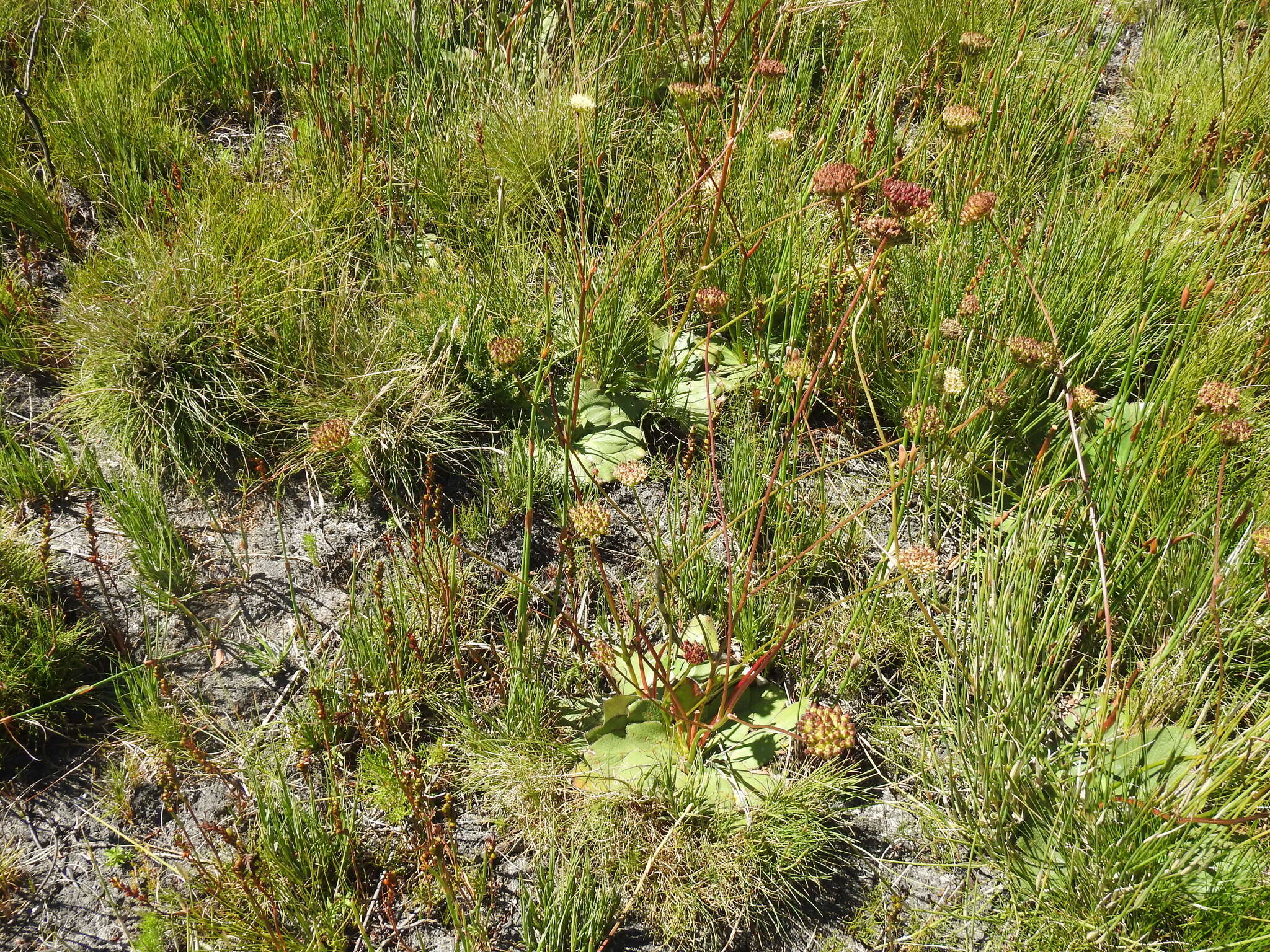 Image of Hermas ciliata L. fil.