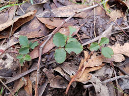 Plancia ëd Kennedia prostrata R. Br.