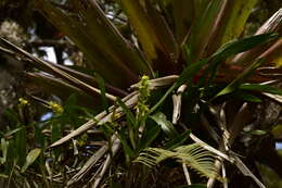 Image of Epidendrum alvarezdeltoroi Hágsater