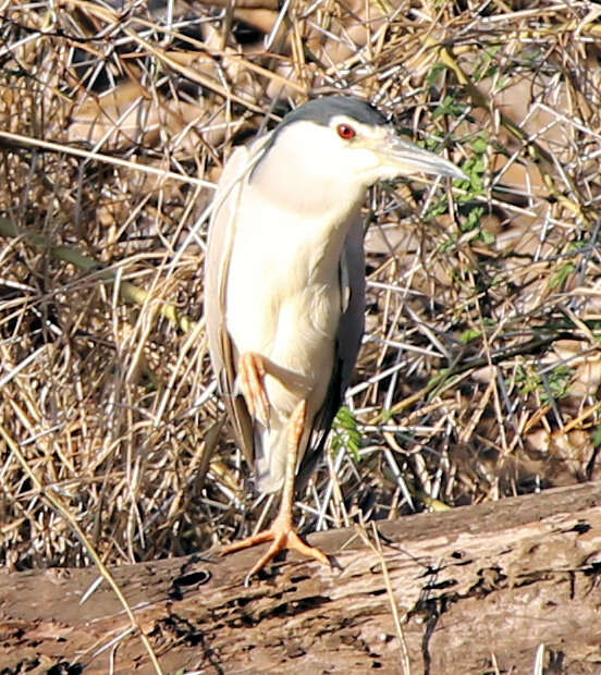 Image of Nycticorax nycticorax nycticorax (Linnaeus 1758)