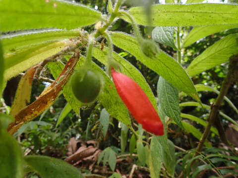 Image of Columnea anisophylla DC.