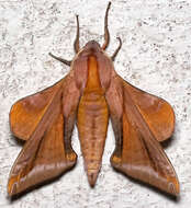 Image of Huckleberry Sphinx