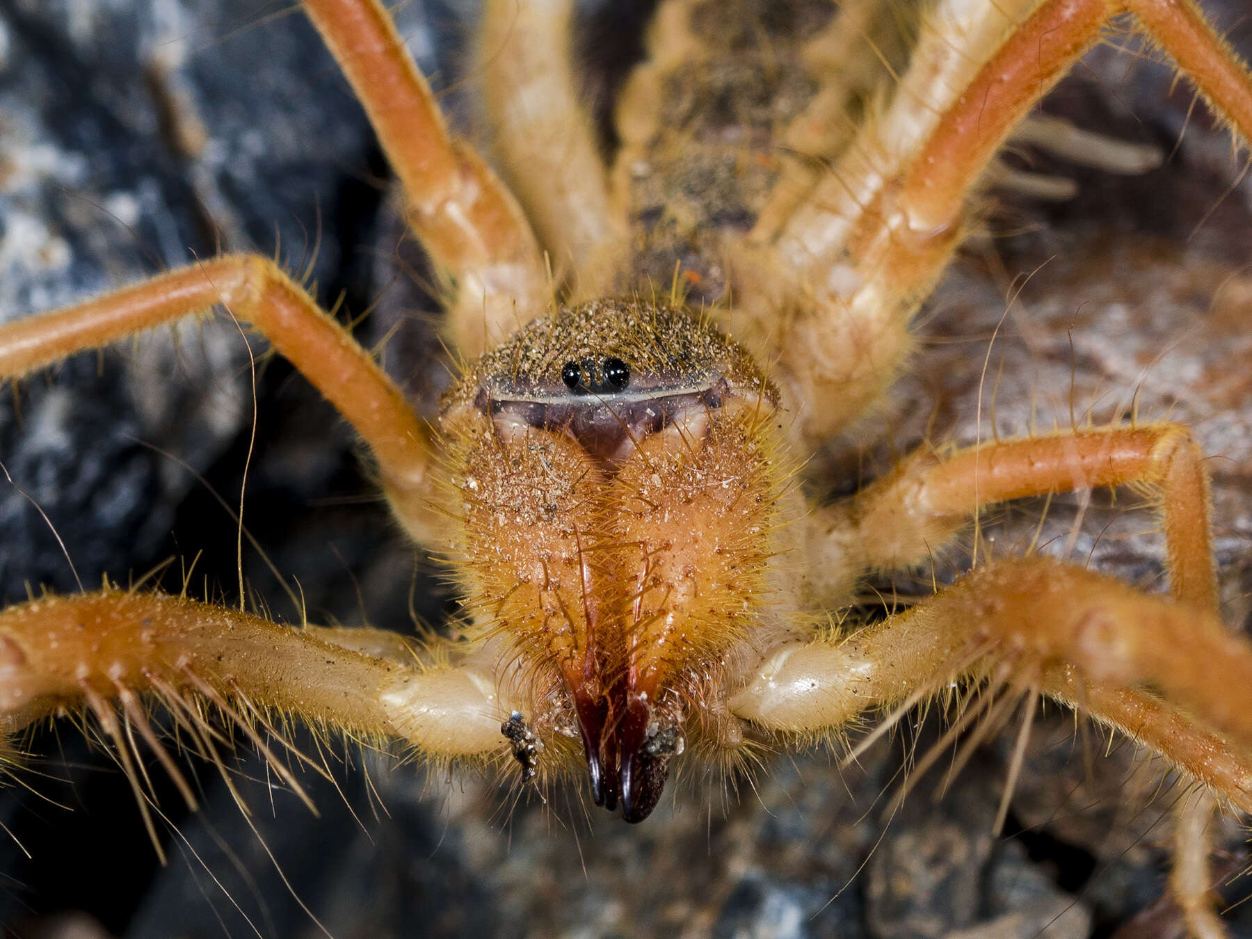 Слика од Galeodes caspius Birula 1890