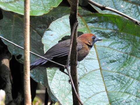 Image of Fluffy-backed Tit-Babbler